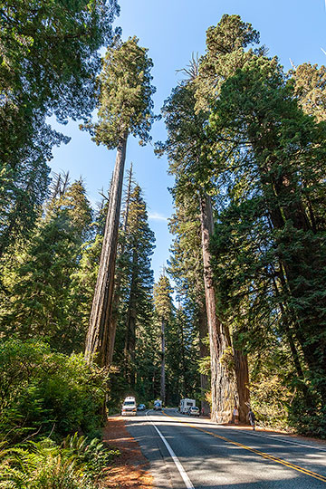 Sequoia sempervirens вдоль дороги