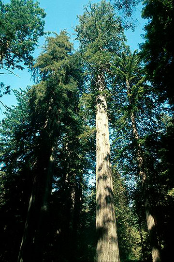 Секвойя вечнозелёная в национальном парке Редвуд (США)