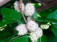 Плоды (ягоды) – шелковица белая (Morus alba)