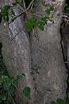 Кора – шелковица чёрная (Morus nigra)