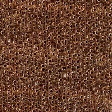Тёмно-красный меранти (Shorea spp.) – торец доски – волокна древесины