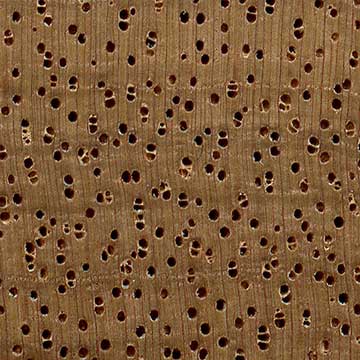 Светло-красный меранти (Shorea spp.) – торец доски – волокна древесины