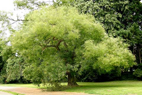 Софора японская – общий вид взрослого дерева