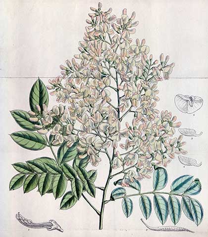 Ботаническая иллюстрация из книги “Ботанический журнал Кертиса” (Curtis’s Botanical Magazine), том 144, Лондон, 1918