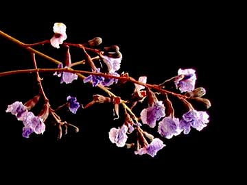 Крупный план цветов Bowdichia virgilioides