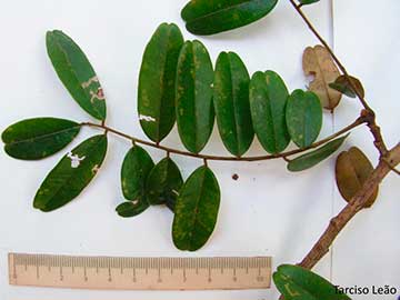 Листья Bowdichia virgilioides