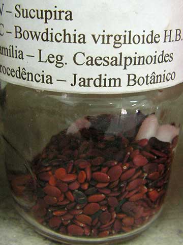Семена сукупиры (Bowdichia virgilioides)