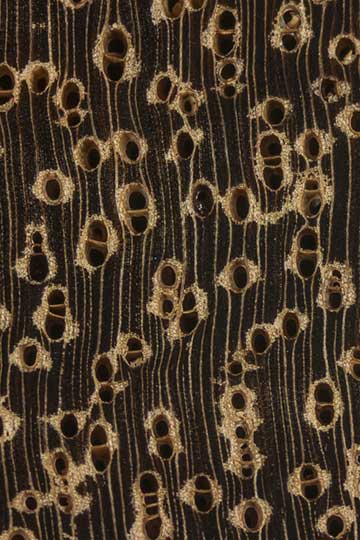 Сукупира (Bowdichia virgilioides) – торец доски – волокна древесины, увел. 10х