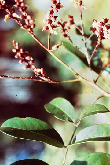 Цветки и листья Diplotropis martiusii