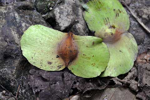 Семена. Влажный тропический лес - остров Хэвлок, Андаманские острова (Индия)
