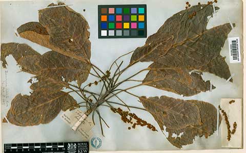 Гербарий: листья, стебель, соцветие – терминалия двукрылая (Terminalia bialata)