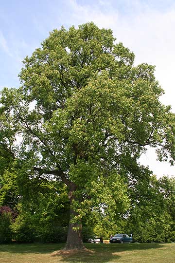 Дерево выращивается в парке Лейкен (Брюссель, Бельгия)