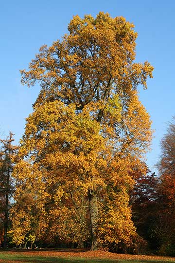 Общий вид дерева (парк Маримон, провинция Эно, Бельгия)