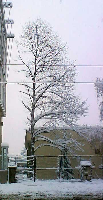 Внешний вид дерева в течение года: зима