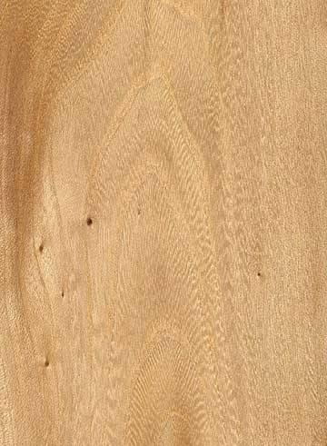 Кедровый вяз (Ulmus crassifolia) – древесина под лаком