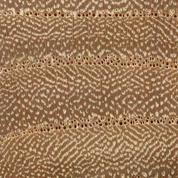 Кедровый вяз (Ulmus crassifolia) – торец доски – волокна древесины, увел. 10х