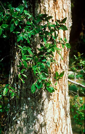 Ulmus crassifolia