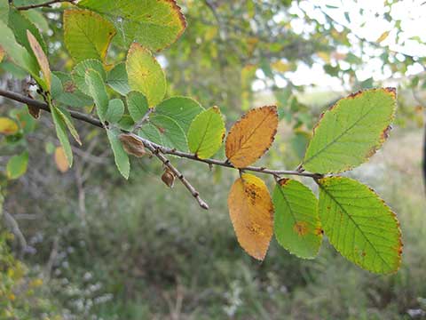 Листья и семена (США, шт. Арканзас, недалеко от границы с Теннесси)