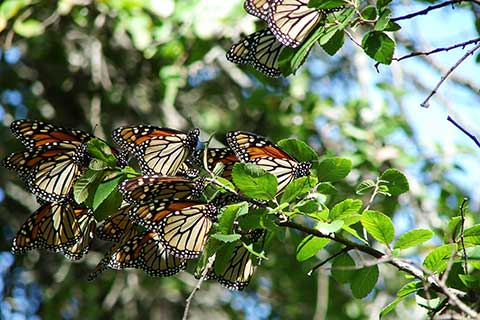 Мигрирующие бабочки-монархи на кедровом вязе в центральном Техасе