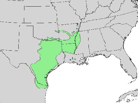 Ареал Ulmus crassifolia (без учёта популяции во Флориде)