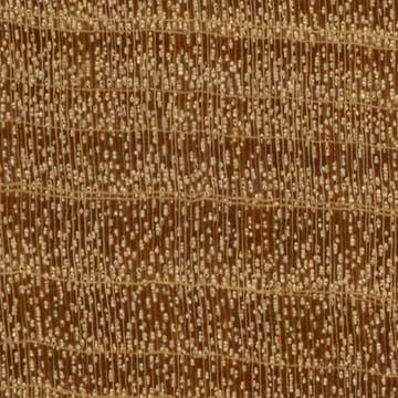 Вест-индское сатиновое дерево (Zanthoxylum flavum) – торец доски – волокна древесины