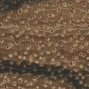 Зебрано (Microberlinia brazzavillensis) – торец доски – волокна древесины, увел. 10х