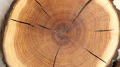 Плотность древесины