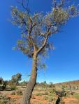 Гревиллея полосатая – Grevillea striata