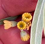Alectryon oleifolius подв. Canescens