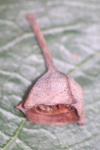 Angophora subvelutina