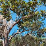 Красное кровавое дерево – Corymbia gummifera