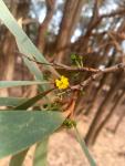 Бригалоу – Acacia harpophylla