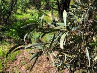 Бригалоу – Acacia harpophylla