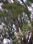 Западный шиоак – Allocasuarina fraseriana
