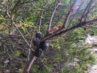 Чёрный шиоак – Allocasuarina littoralis