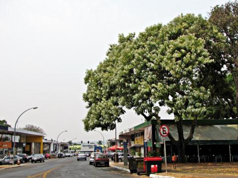 Большое уличное дерево, растущее в Аза-Сул, Бразилиа (Бразилия)
