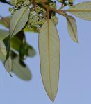 Красный ясень – Alphitonia excelsa. Листья на верхушке побега (вид с абаксиальной стороны). Израиль, Шарон, ботанический сад "Хават Ганой"