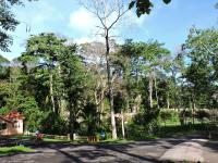 Андаманский падук – Pterocarpus dalbergioides