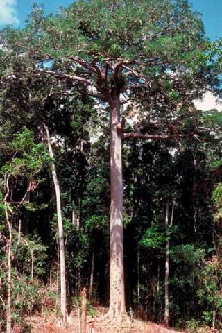 Выросшее в лесу дерево Agathis robusta