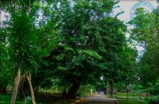 Дерево Нарра (Pterocarpus indicus) – крупное листопадное дерево, достигающее 25-30 м в высоту