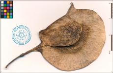 Крылатый стручок Pterocarpus indicus с 1 семенем. Стручок плоский, эллиптический, 3–4 см в диаметре; он имеет черешок длиной 1 см
