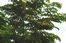 Цветущее растение. Горный хребет Сьерра-Мадре, о. Лусон (Филиппины)
