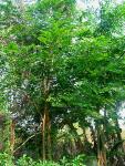 Типичное дерево, о. Лусон (Филиппины)