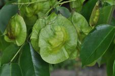 Крылатый стручок Pterocarpus indicus