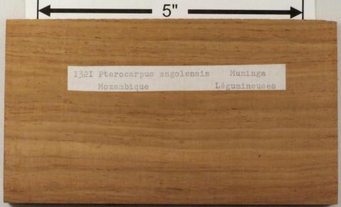 Мунинга – Pterocarpus angolensis