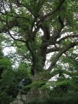 Камфорное дерево (префектура Осака, Япония)
