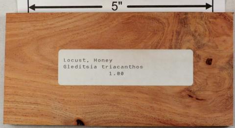 Медоносная акация (англ. Honey locust, лат. Gleditsia triacanthos)