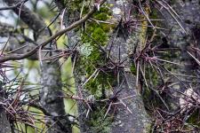 Гледичия трёхколючковая (Gleditsia triacanthos)