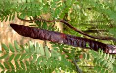 Гледичия трёхколючковая (Gleditsia triacanthos)