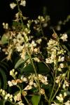 Чичипате (Leptolobium panamense)
